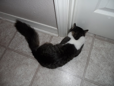 Anakin sniffing & pawing Mika under the door