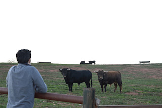 En el campo bravo