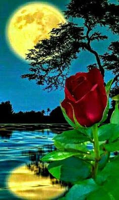 good night good night