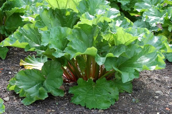 Rhubarb plant