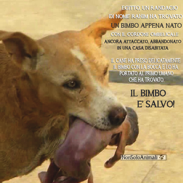 Veritas vincit: E se Maometto sui cani si fosse sbagliato?