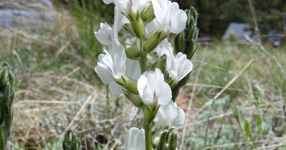 CO-Horts: Locoweed's Effect on Horses and Livestock