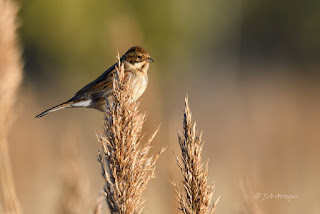 Escribano palustre, Emberiza schoeniclus, Reed Bunting