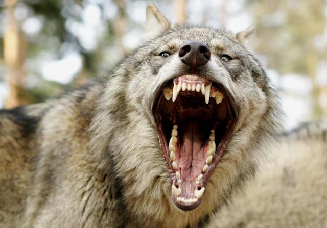Lobo enseñando sus colmillos