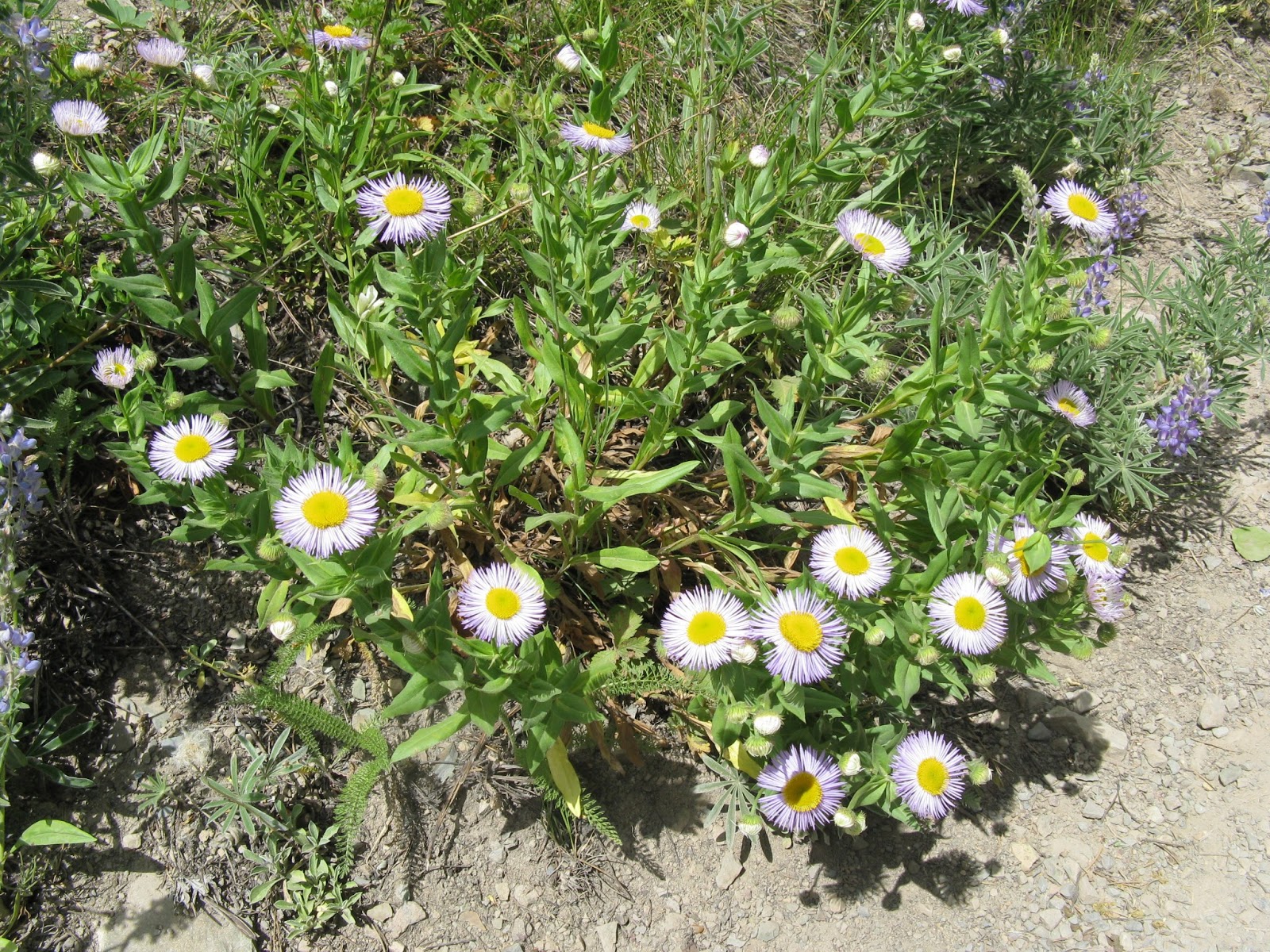 Pioneer Spirit Lives On Alberta's wildflowers