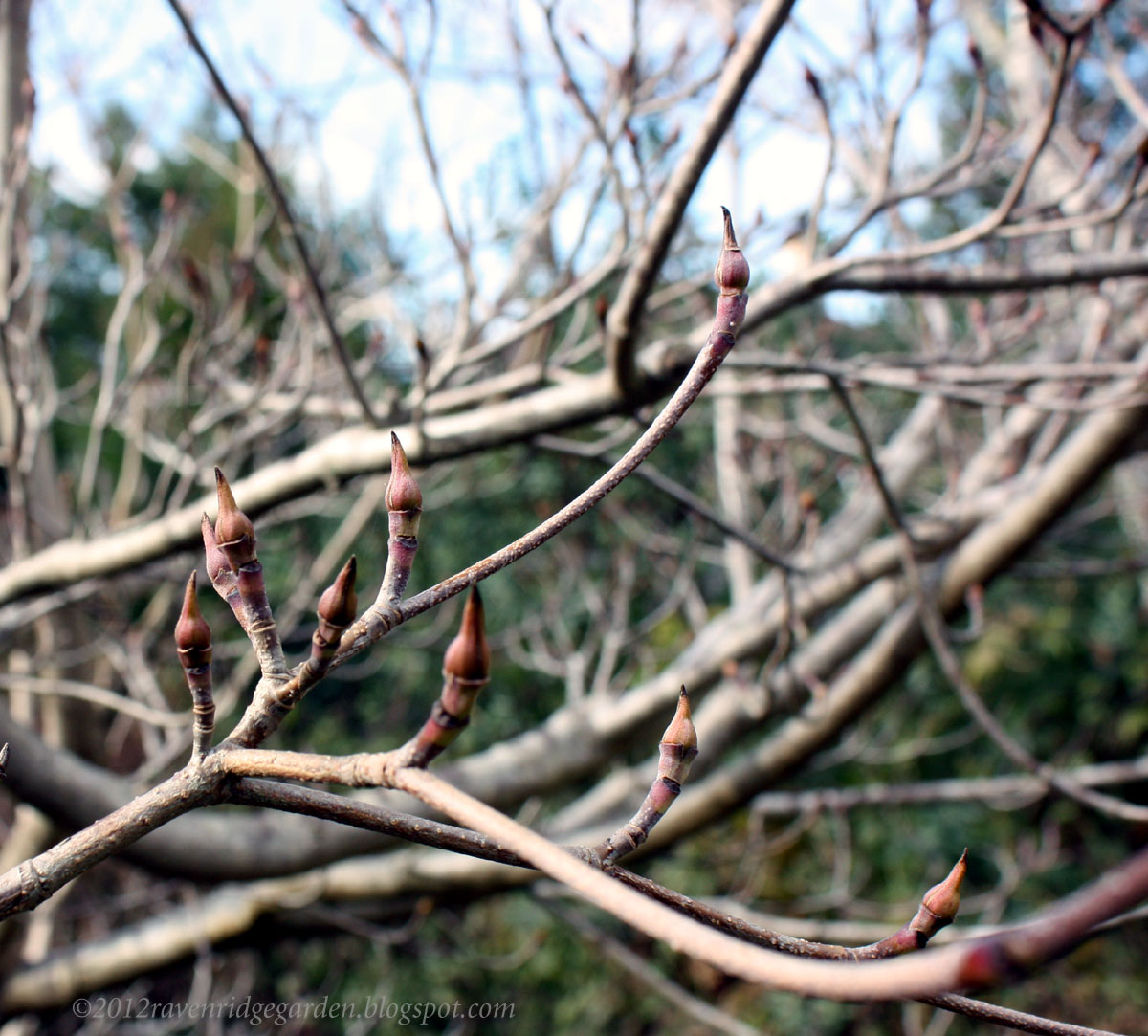 Raven Ridge Gardens Signs of Spring Dogwood Buds