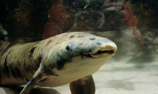 Granddad the lungfish from the Shedd Aquarium Chicago