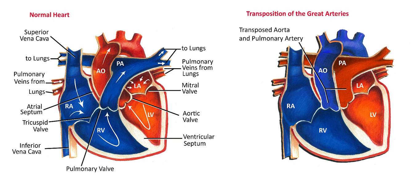 Children Are The Future Transpoziția De Vase Mari și Erorile Care Circulă In Spațiul Public