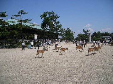 宮島の鹿02