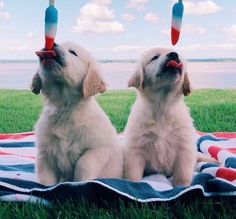 cute puppy pictures