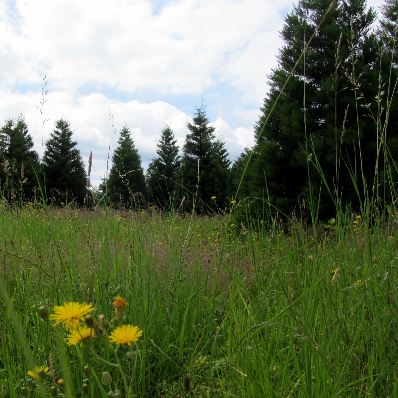 Draussen Forstbotanischer Garten Tharandt Teil 1