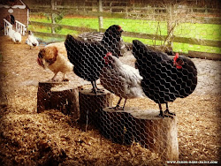 chickens boredom busters chicken winter eggs fresh daily toys keeping coop backyard backyardchickens stumps stand pet