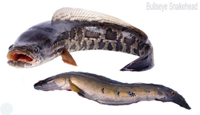 Bullseye snakehead fish, গজার মাছ