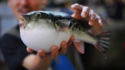manfaat dan khasiat ikan buntal fugu