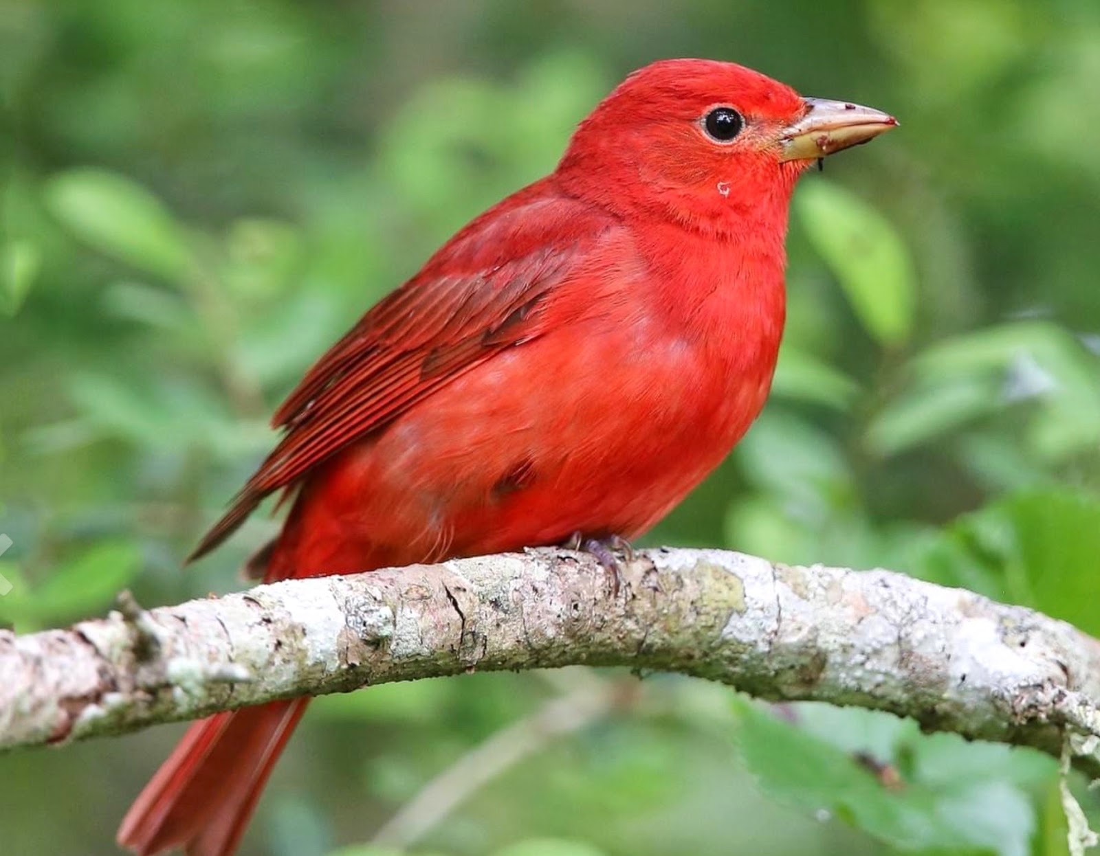 BIRDING THE CENTRAL COAST Birding Big Morongo Canyon Preserve