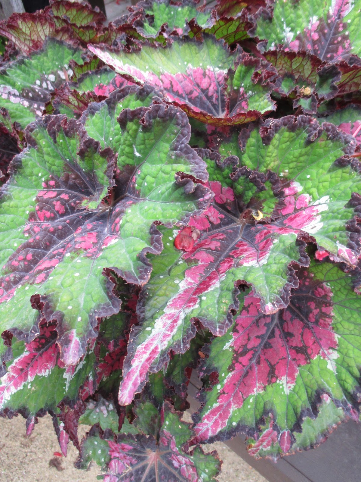 Rotary Botanical Gardens Hort Blog Jurassic Rex Begonias