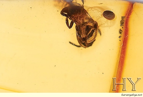 FOSSIL LEBAH KELULUT (STINGLESS BEE) BERUSIA JUTAAN TAHUN DITEMUI ...