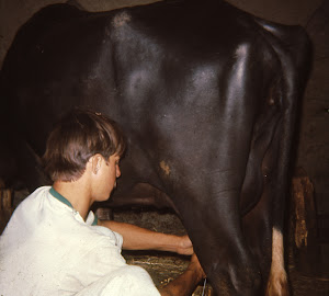 Milking My Water Buffalo