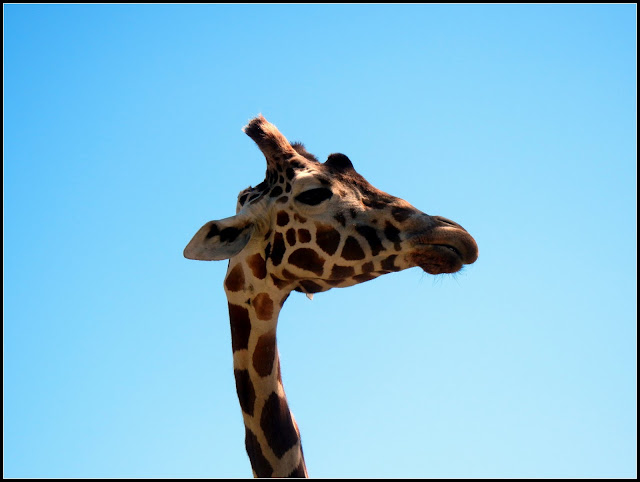 A giraffe in the Henry Villa Zoo in Madison, Wisconsin