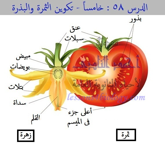 البذور اجزاء تتكون من النبات اي أجزاء الجذور