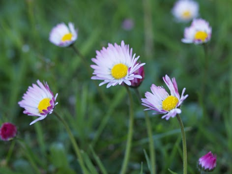 margaritas silvestres