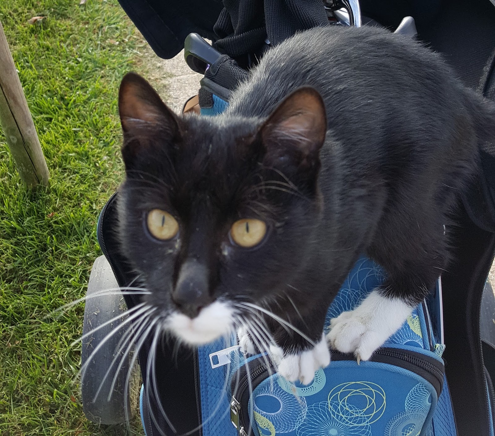 Un Gatto Non Ama Si Fa Amare Cristina Rigutto