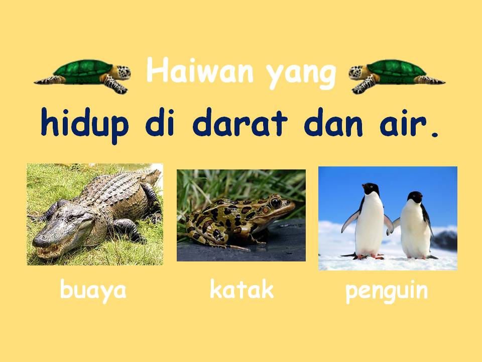 Bahasa Malaysia Tahap Satu Bahasa Malaysia Habitat Haiwan