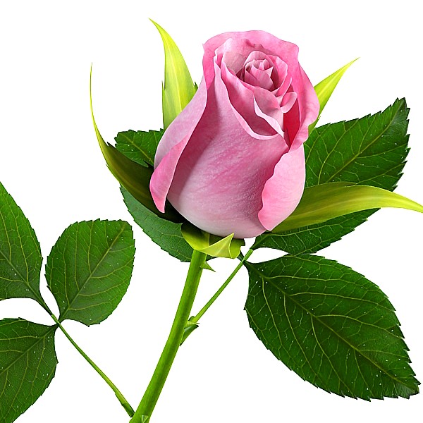 10 Gambar Setangkai Bunga Mawar Cantik