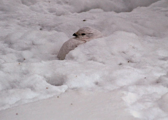 كيف تعيش الحيوانات في القطب الشمالي؟ Animal_adaptations_ptarmigan