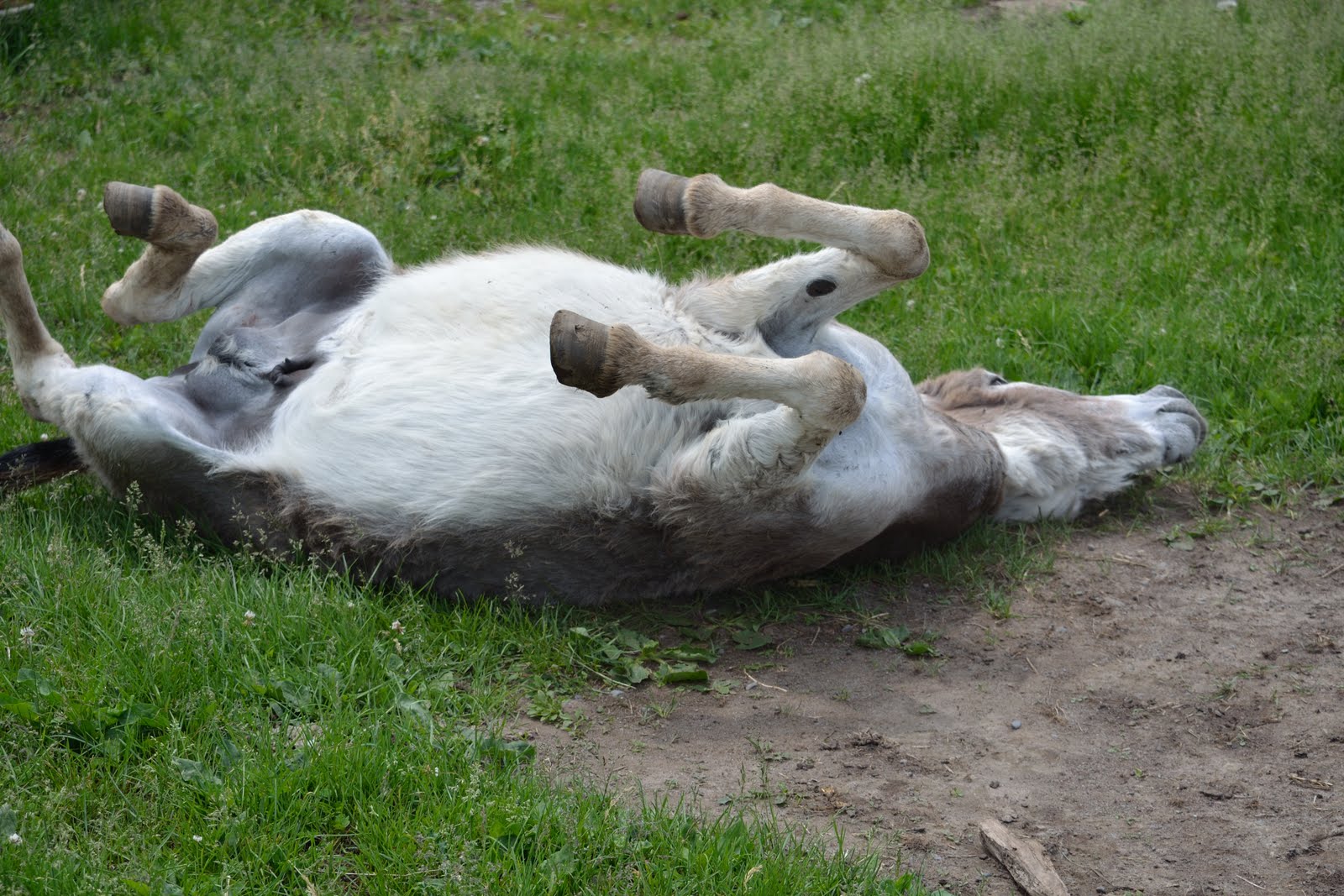 Rose Coloured Views Donkey and an Apple