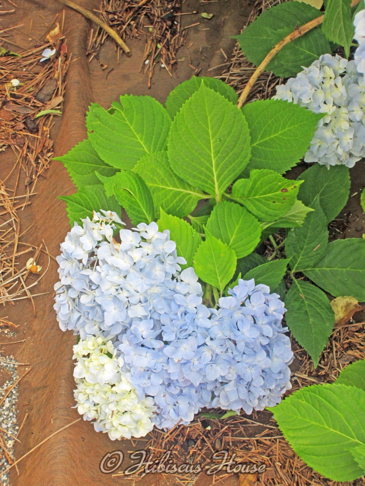 Hydrangea Macrophylla Hortensia Macro Flower Saturday 36