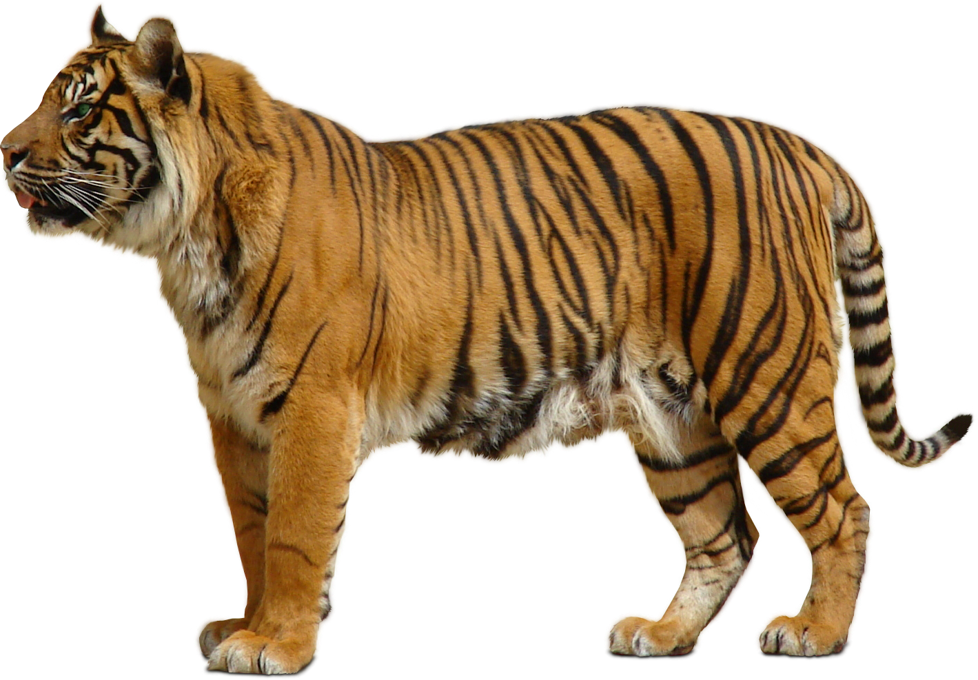 tiger clipart png - photo #42