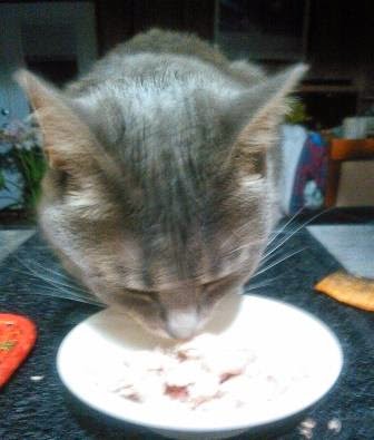 Grey cat eating tuna-carmapoodale