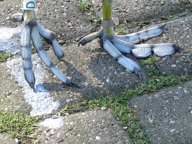 Feet of Coot - Fulica atra - one foot raised