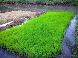 Rice Seedling Nursery In The Rice Field At Banjar Kuwum, Ringdikit Village, North Bali, Indonesia