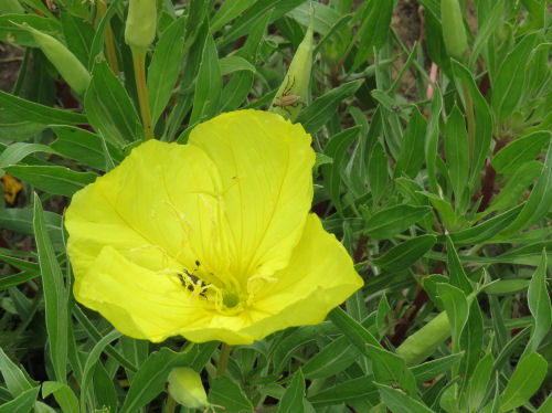 sundrop