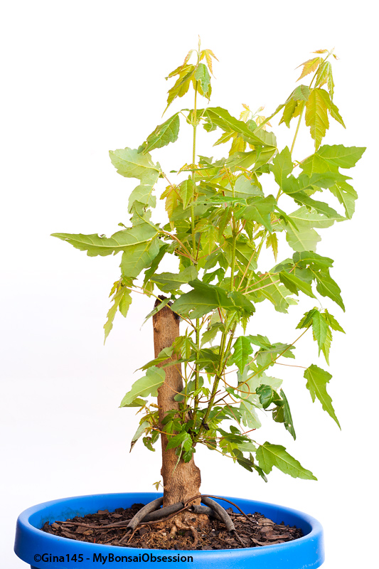 My Bonsai Obsession Trunk chops, when properly done, do work