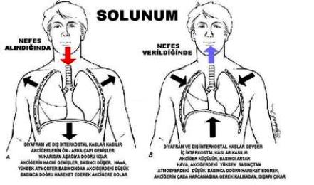 Soluk Alip Verme 4 Sinif Fen Ve Teknoloji Ders Notlari Dersteknik Com