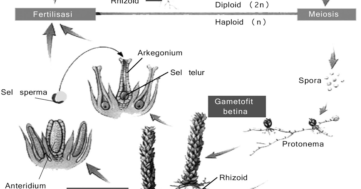 Гаметофит имеет набор хромосом. Женский гаметофит ламинарии японской.
