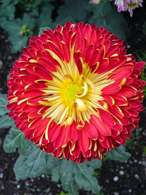 Allan Gardens Conservatory Fall Chrysanthemum Show 2014 red mum by garden muses-not another Toronto gardening blog 