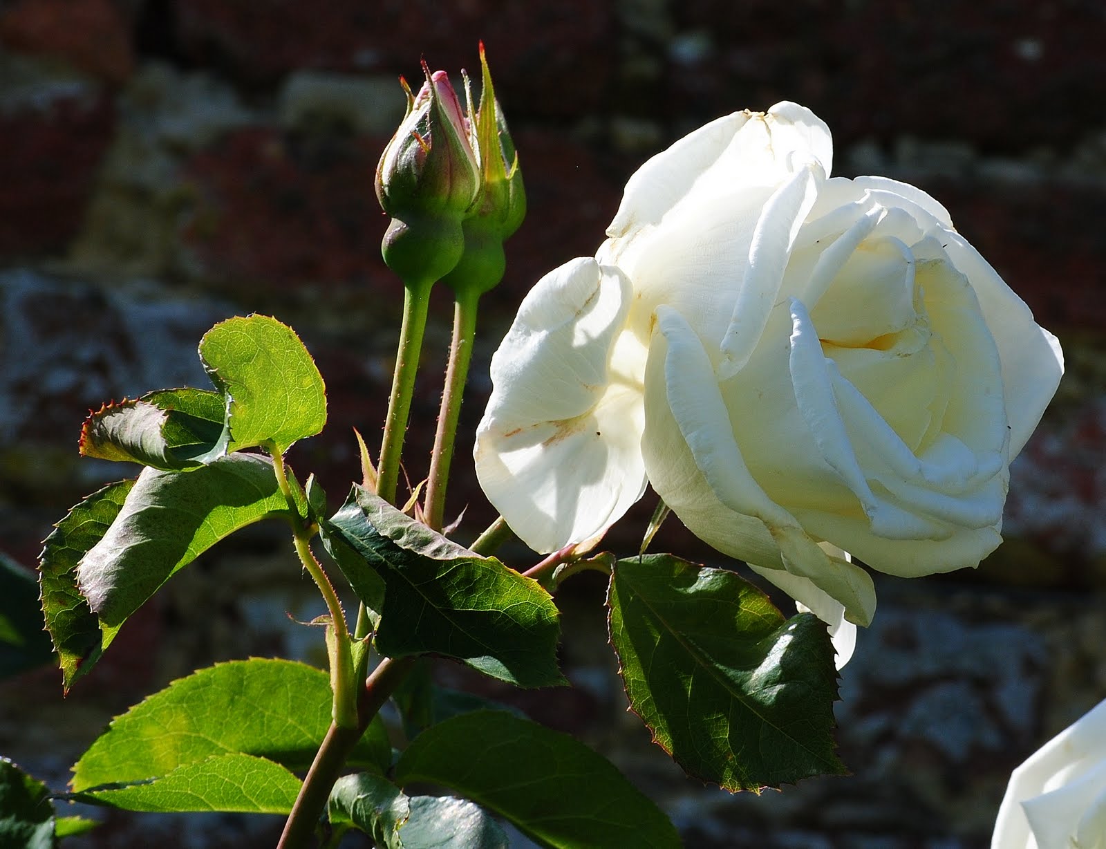 Ärligt och härligt om trädgård och natur: Rosor på Sissinghurst