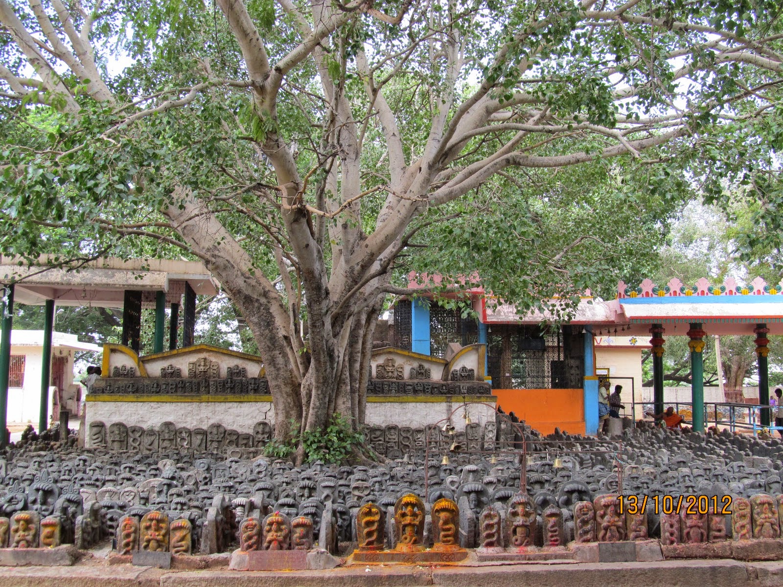 Sights and Insights UNDER THE PIPAL TREE