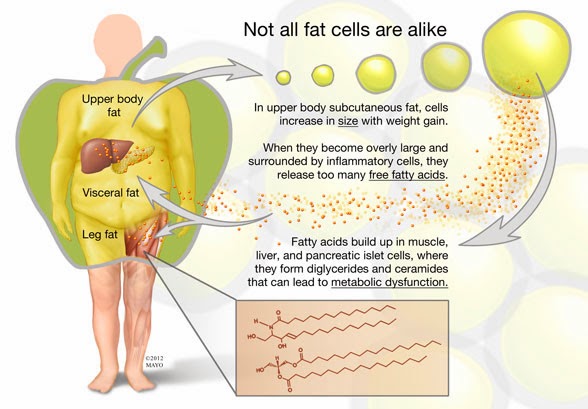 Functions Of Fat In The Body 92