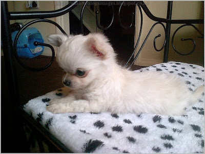 All About Dogs Images Long Haired Teacup Chihuahua Puppies For Sale