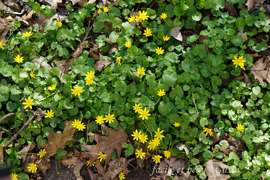facile et beau Gusta gelbe Bodendecker