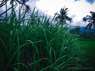 Lush Grasslands In The Rice Field In The Rainy Season At Banjar Kuwum, Ringdikit Village, North Bali, Indonesia