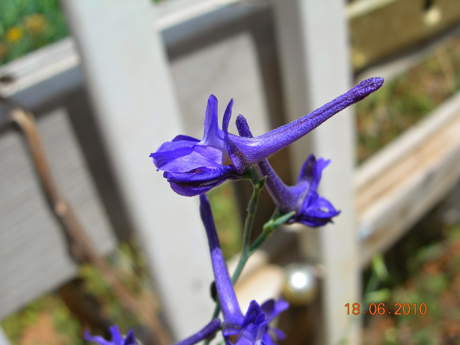 Η Χλωρίδα του Πόρτο Ράφτη (Μαρκόπουλο Μεσογαίας) Delphinium peregrinum