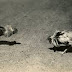 Awal Sejarah Sabung Ayam DI Indonesia