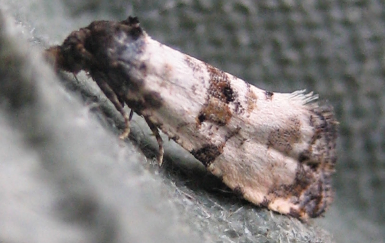 Martin's Moths Do moths fly in the rain?