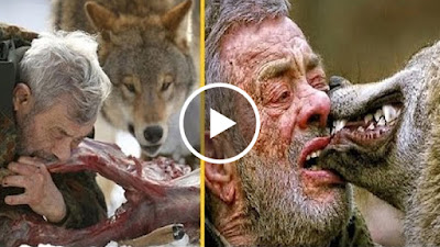 بالفيديو الرجل الذئب حقيقة وليس خرافة وتم تصويره بالفيديو وكيفية أكله ونومه مع الذئاب